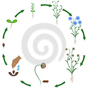 Life cycle of flax plant on a white background.