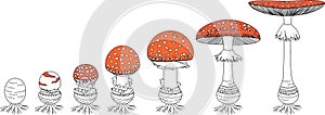 Life cycle of fly agaric mushroom. Stages of fly agaric (Amanita muscaria) fruiting body matures