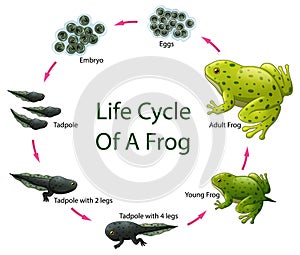 Life cycle of frog