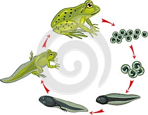 Life cycle of frog