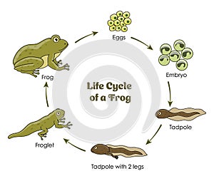 Vida ciclo de rana 