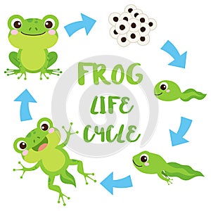 Life cycle of a frog. Cute cartoon wild animal. Egg masses, tadpole, froglet, frog. Educational vector illustration.