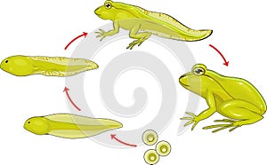 Life cycle of frog photo
