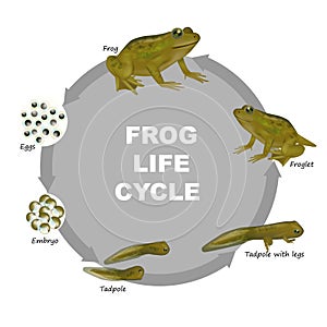 Life cycle of a frog. Froglet, Frog, Tadpole, Embryo, Eggs.