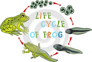 Life cycle of frog