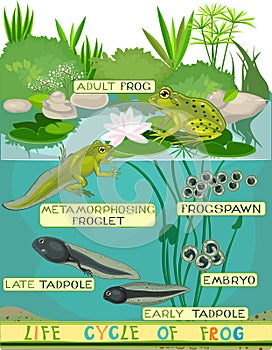 Life cycle of frog