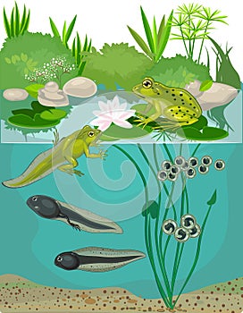 Life cycle of frog