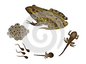 Life cycle of the frog