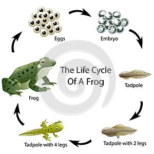 The life cycle of a frog