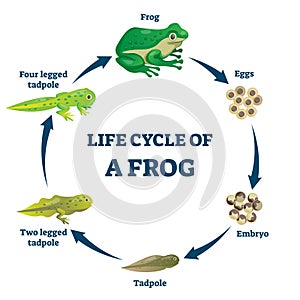 Life cycle of a frog vector illustration. Labeled education growth scheme.