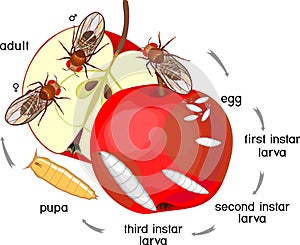Life cycle of fruit fly Drosophila melanogaster. Sequence of stages of development of fruit fly Drosophila