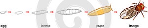 Life cycle of fruit fly Drosophila melanogaster. Sequence of stages of development of fruit fly Drosophila from egg to adult