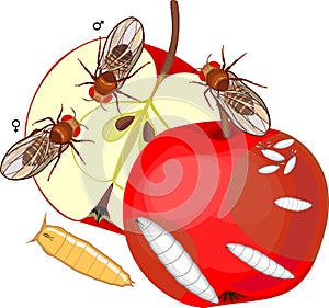 Life cycle of fruit fly Drosophila melanogaster. Sequence of stages of development of fruit fly Drosophila from egg to adult