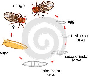 Life cycle of fruit fly Drosophila melanogaster. Sequence of stages of development of fruit fly Drosophila from egg to adult