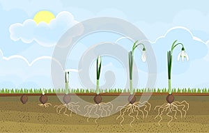 Life cycle of Galanthus nivalis or Common snowdrop.