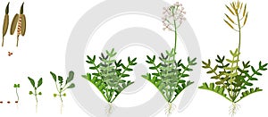 Life cycle of garden rocket plant isolated on white background. Stages of growth of arugula