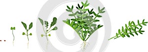 Life cycle of garden rocket plant. Stages of growth of arugula: from seed to harvesting