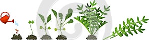 Life cycle of garden rocket plant. Stages of growth of arugula: from seed to harvesting