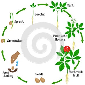 Life cycle of a ginseng Panax ginseng plant on a white background.
