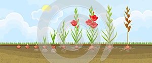 Life cycle of gladiolus plant.