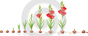 Life cycle of gladiolus plant. Stages of growth from planting corm to adult plant with flowers photo