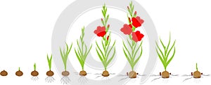 Life cycle of gladiolus plant. Stages of growth from planting corm to adult plant with flowers