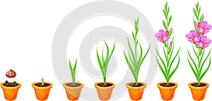 Life cycle of gladiolus plant. Stages of growth from planting corm to adult plant with flowers