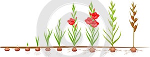 Life cycle of gladiolus plant. Stages of growth from planting corm to adult plant with flowers and seeds