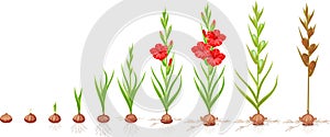 Life cycle of gladiolus plant. Stages of growth from planting corm to adult plant with flowers and seeds