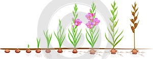 Life cycle of gladiolus plant. Stages of growth from planting corm to adult plant with flowers and seeds photo