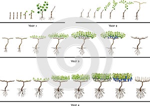 Life cycle of grapevine. Four year grapevine development and ripening stages. Spur pruning