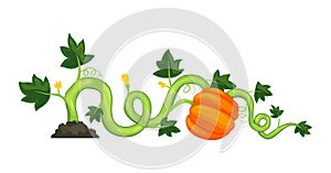Life cycle of growth pumpkin plant on white background. Ripe vegetable. Vector illustration in flat design