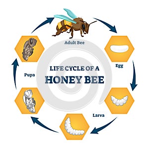 Life cycle of a honey bee vector illustration. Labeled educational stages.