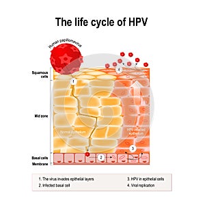 Life cycle of hpv