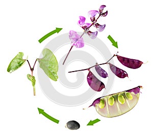 Life cycle of hyacinth bean isolated on white background. Growth stages of plant from seed to flowers and fruits
