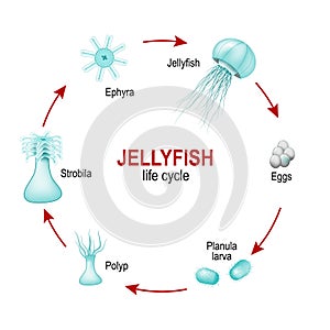 Life cycle of jellyfish from eggs to larva, Polyp, Strobila and Ephyra. Moon jelly Aurelia aurita