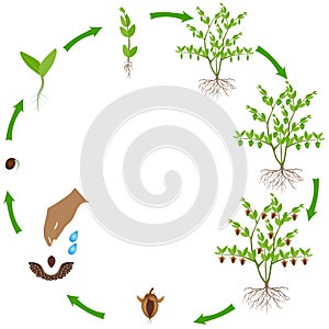 Life cycle of jojoba plant on a white background.