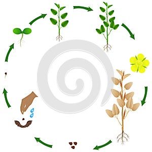 Life cycle of jute plant on a white background.