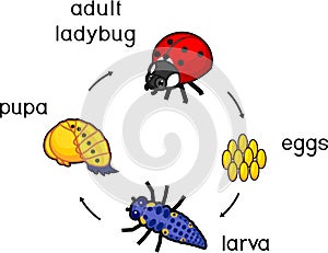 Life cycle of ladybug. Stages of development of ladybug from egg to adult insect