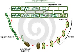 Life Cycle and lateral conjugation of Spirogyra charophyte green algae