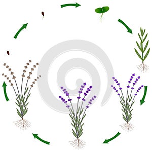 Life cycle of a lavender plant on a white background.