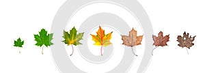 Life cycle of leaf