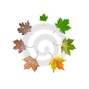 Life cycle of leaf