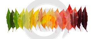 Life cycle of a leaf, season change concept. Autumn leaves from green to dark red in a row isolated on white