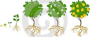 Life cycle of lemon tree. Stages of growth from seed and sprout to adult plant with fruits