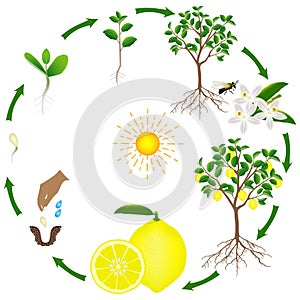 Life cycle of a lemon tree on a white background.