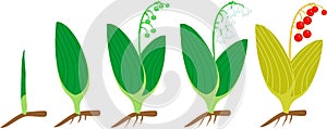 Life cycle of Lily of the valley or Convallaria majalis. Stages of growth from green sprout to adult plant