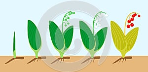 Life cycle of Lily of the valley or Convallaria majalis. Stages of growth from green sprout to adult plant