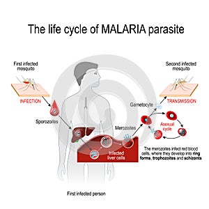 Life cycle of a malaria parasite photo