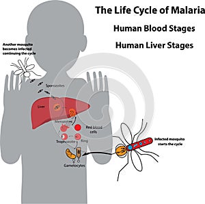 Life cycle of malaria parasite, human blood stages and human liver stages